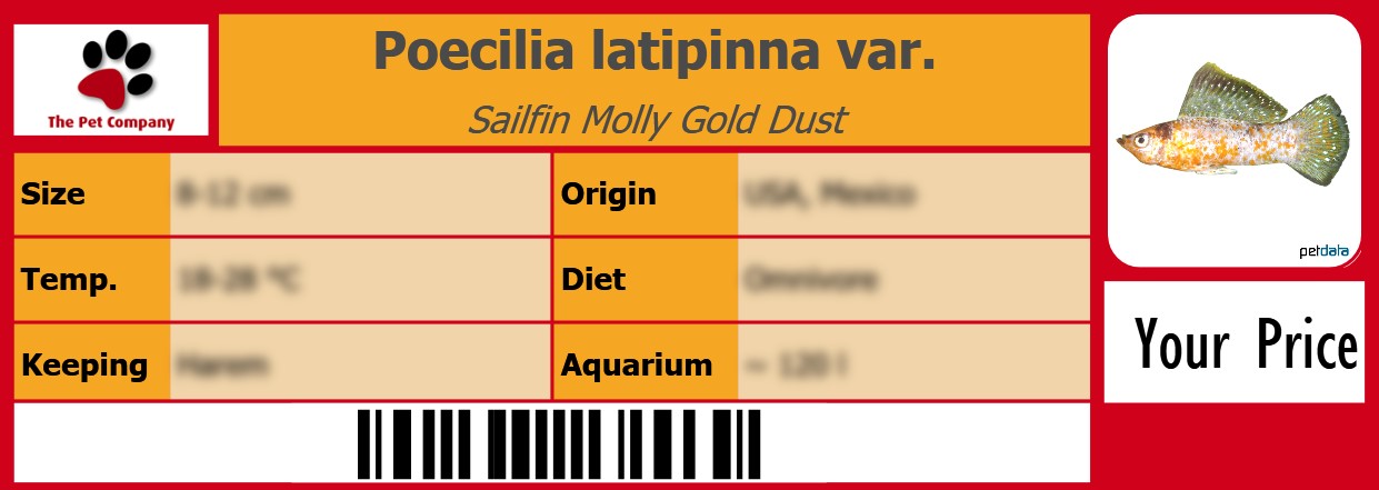 Poecilia latipinna var. Sailfin Molly Gold Dust 105 x 38 mm
