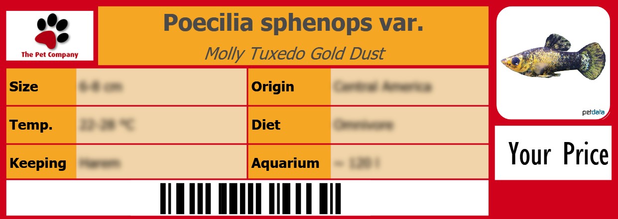 Poecilia sphenops var. Molly Tuxedo Gold Dust 105 x 38 mm