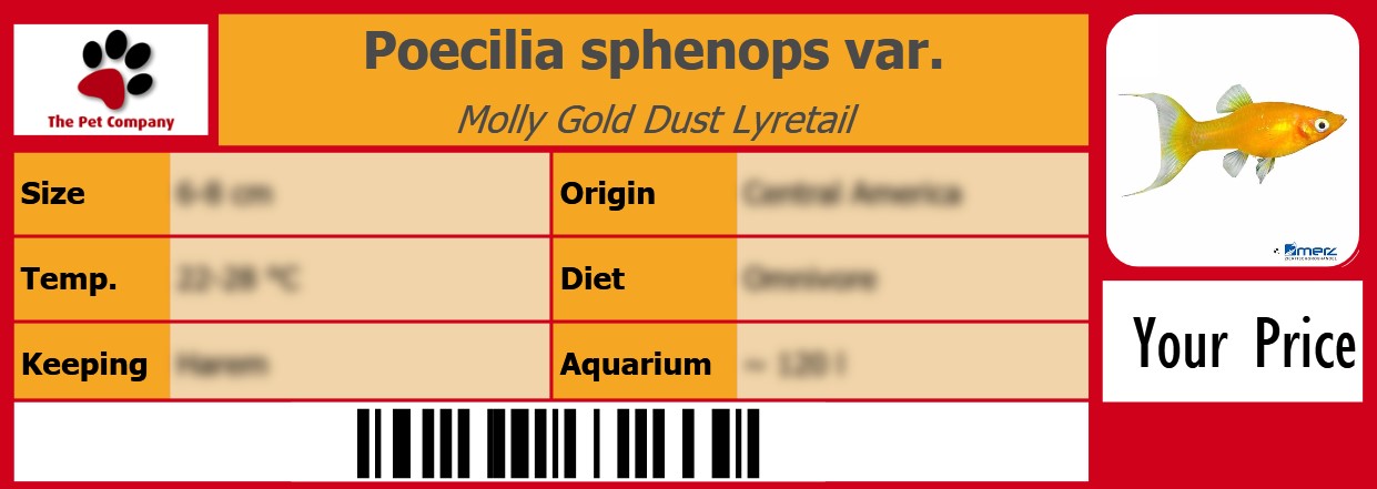 Poecilia sphenops var. Molly Gold Dust Lyretail 105 x 38 mm