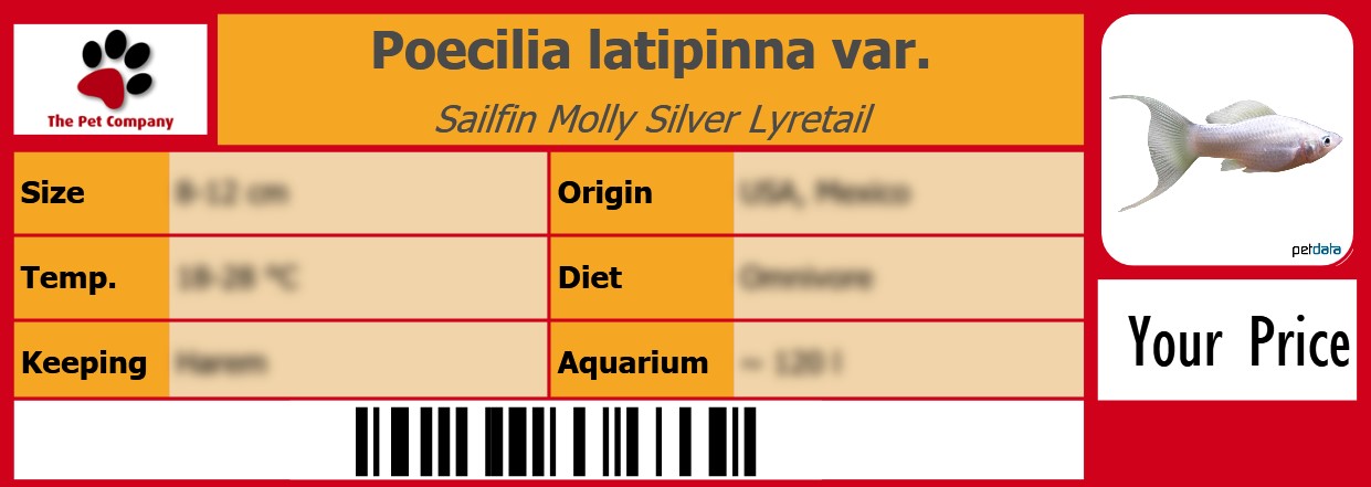 Poecilia latipinna var. Sailfin Molly Silver Lyretail 105 x 38 mm