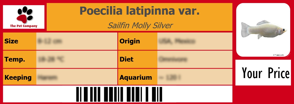 Poecilia latipinna var. Sailfin Molly Silver 105 x 38 mm
