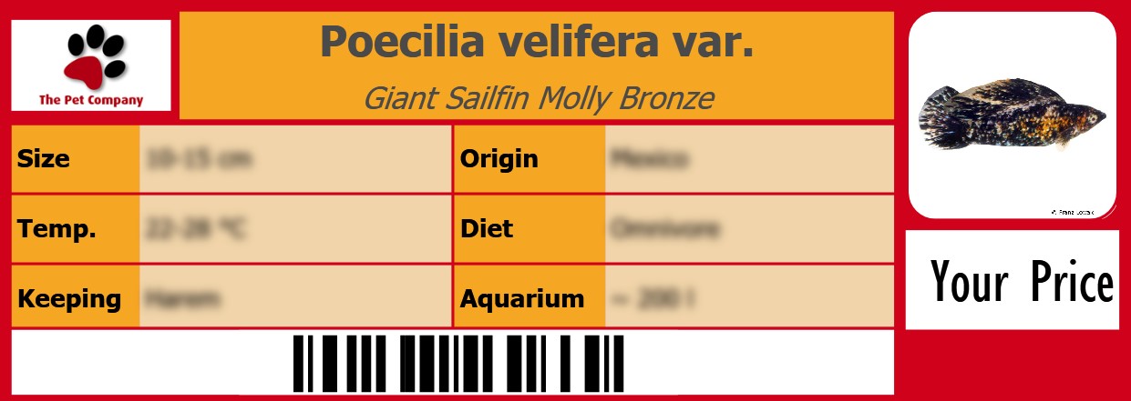 Poecilia velifera var. Giant Sailfin Molly Bronze 105 x 38 mm