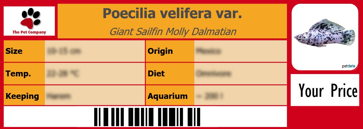 Poecilia velifera var. Giant Sailfin Molly Dalmatian 105 x 38 mm