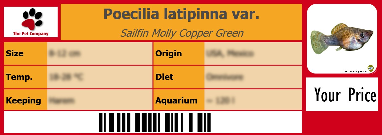 Poecilia latipinna var. Sailfin Molly Copper Green 105 x 38 mm