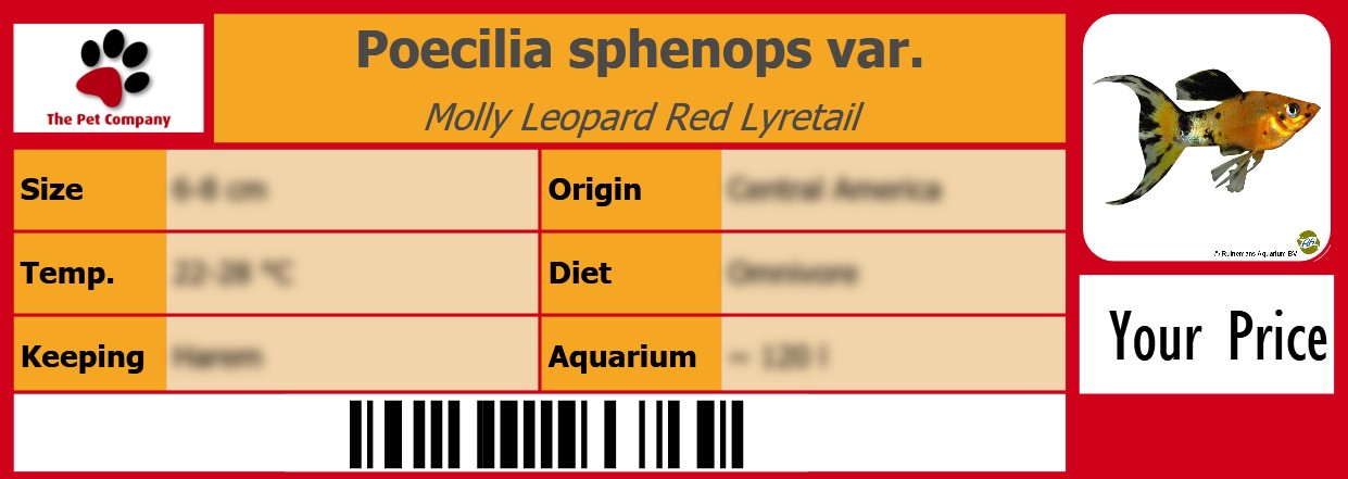 Poecilia sphenops var. Molly Leopard Red Lyretail 105 x 38 mm