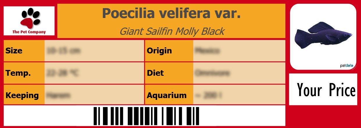 Poecilia velifera var. Giant Sailfin Molly Black 105 x 38 mm