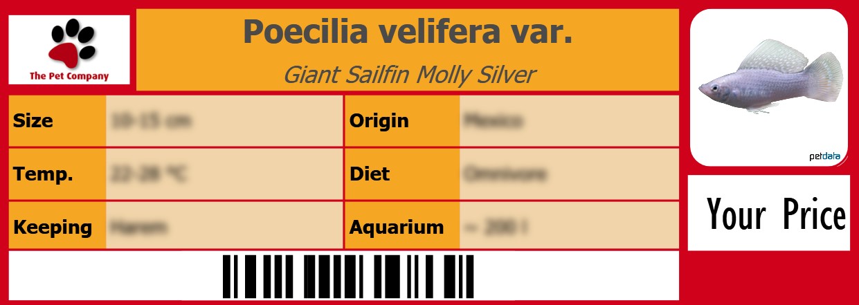 Poecilia velifera var. Giant Sailfin Molly Silver 105 x 38 mm