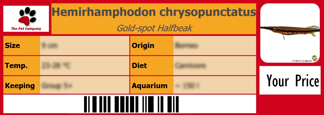 Hemirhamphodon chrysopunctatus Gold-spot Halfbeak 105 x 38 mm