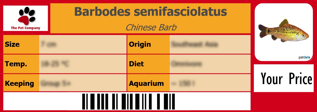 Barbodes semifasciolatus Chinese Barb 105 x 38 mm