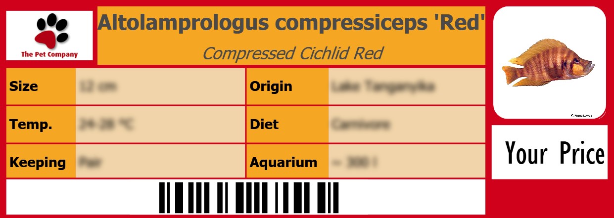 Altolamprologus compressiceps 'Red' Compressed Cichlid Red 105 x 38 mm