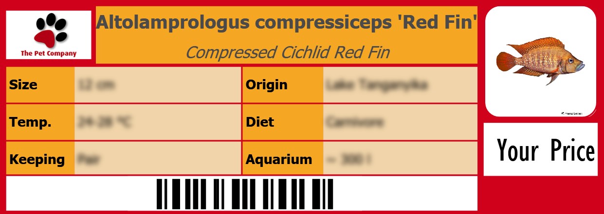 Altolamprologus compressiceps 'Red Fin' Compressed Cichlid Red Fin 105 x 38 mm