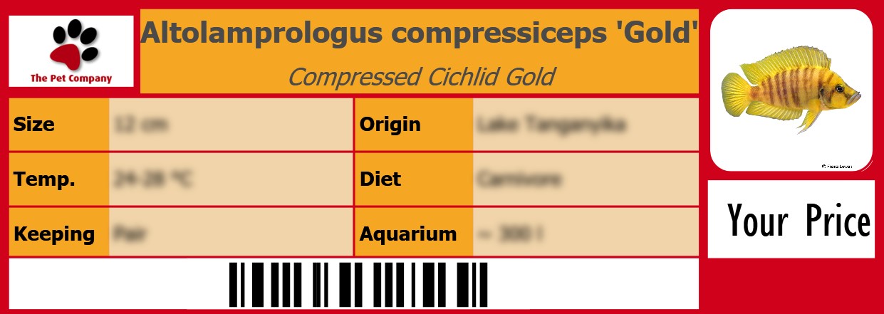 Altolamprologus compressiceps 'Gold' Compressed Cichlid Gold 105 x 38 mm