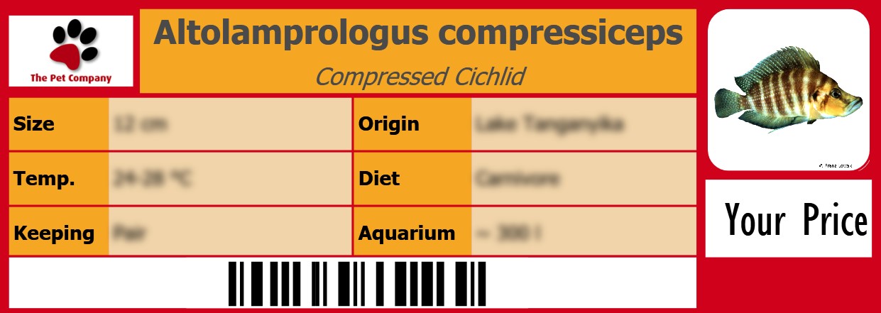 Altolamprologus compressiceps Compressed Cichlid 105 x 38 mm