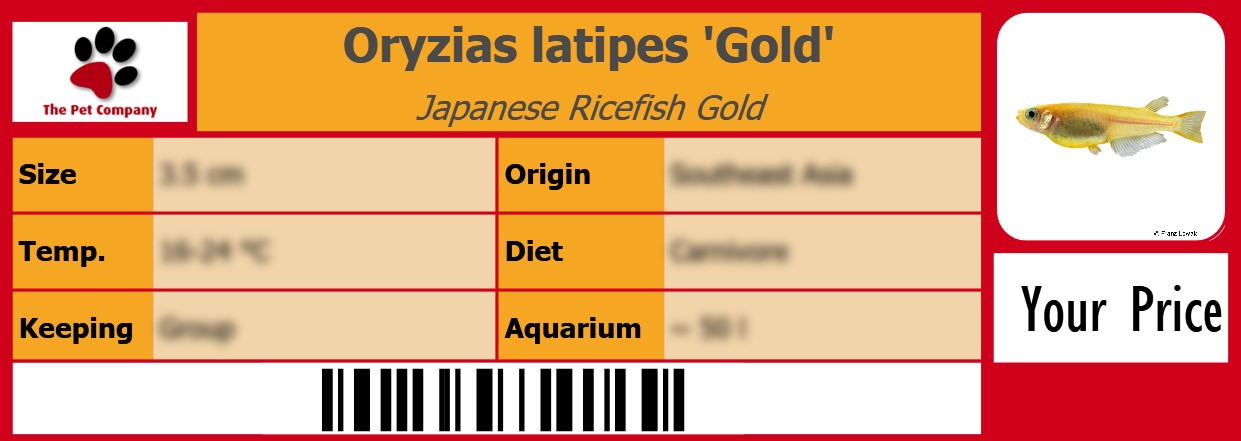 Oryzias latipes 'Gold' Japanese Ricefish Gold 105 x 38 mm