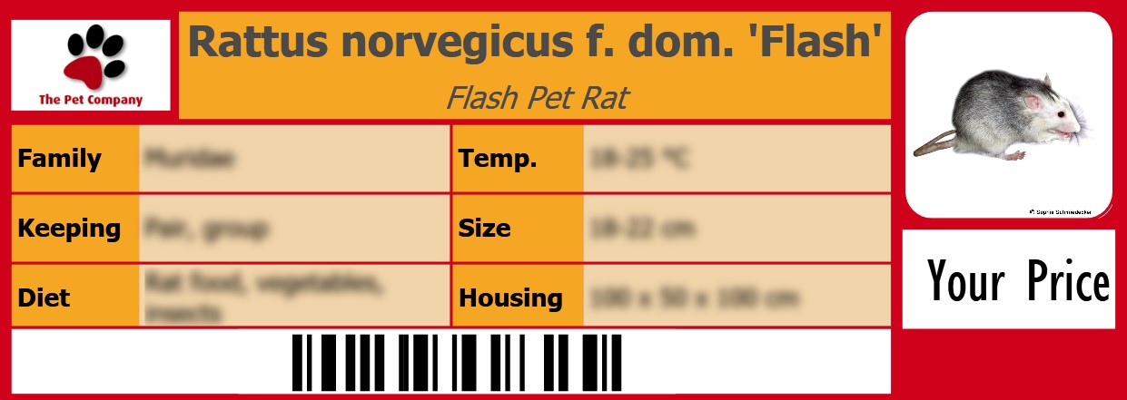 Rattus norvegicus f. dom. 'Flash' Flash Pet Rat 105 x 38 mm