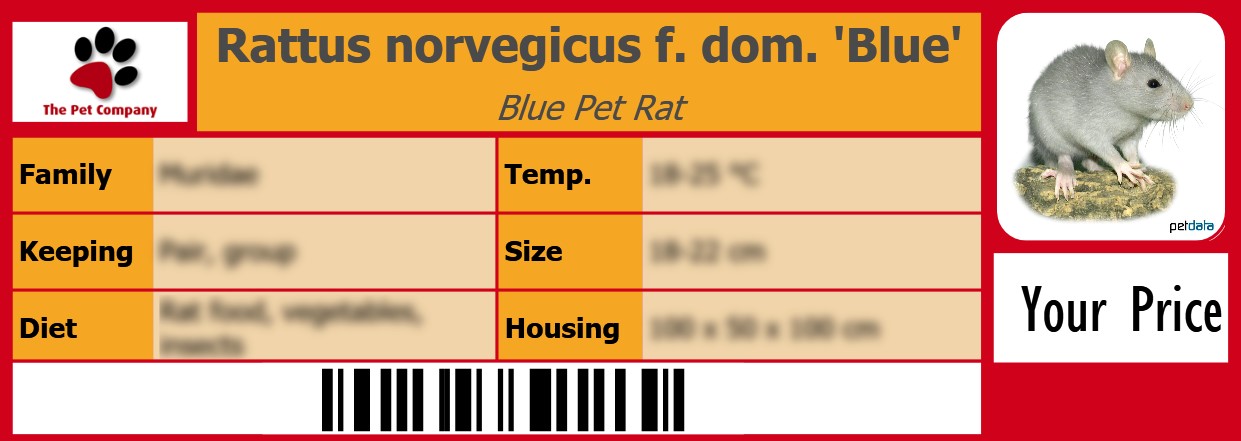 Rattus norvegicus f. dom. 'Blue' Blue Pet Rat 105 x 38 mm