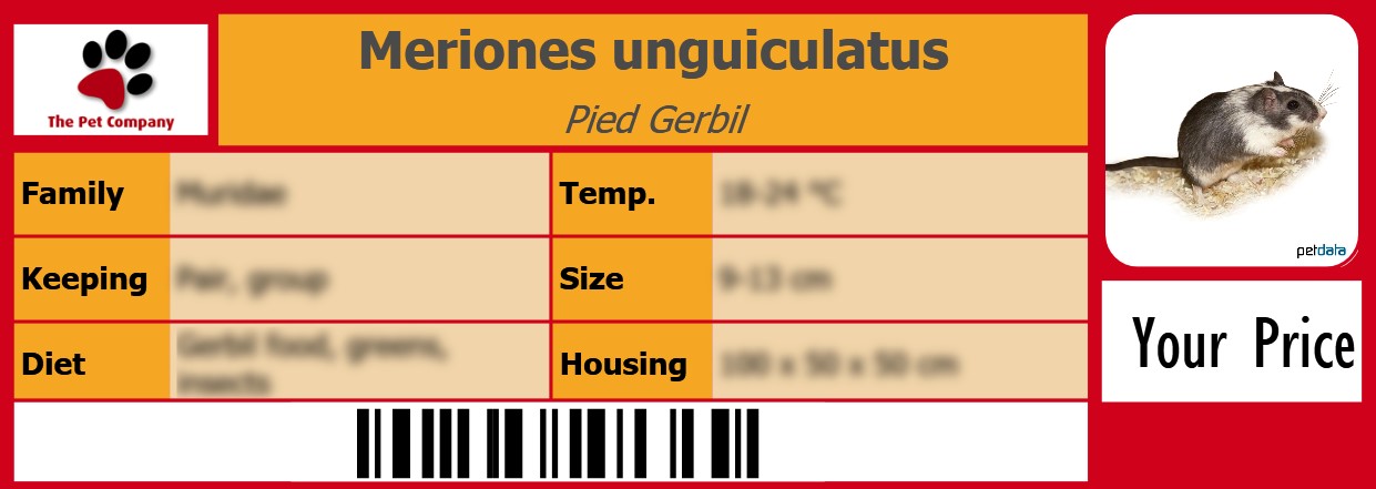 Meriones unguiculatus Pied Gerbil 105 x 38 mm