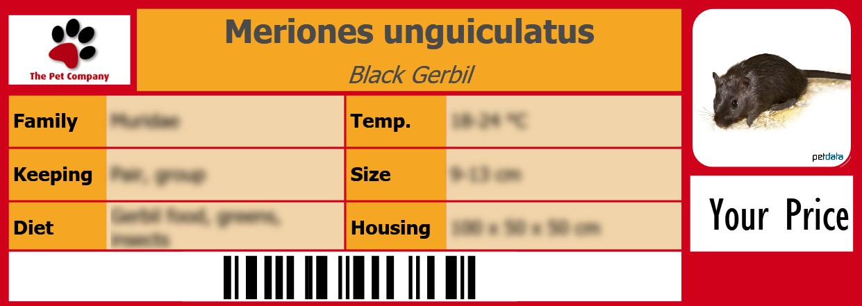 Meriones unguiculatus Black Gerbil 105 x 38 mm