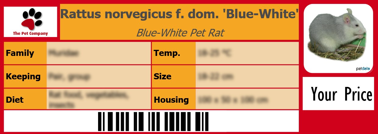 Rattus norvegicus f. dom. 'Blue-White' Blue-White Pet Rat 105 x 38 mm