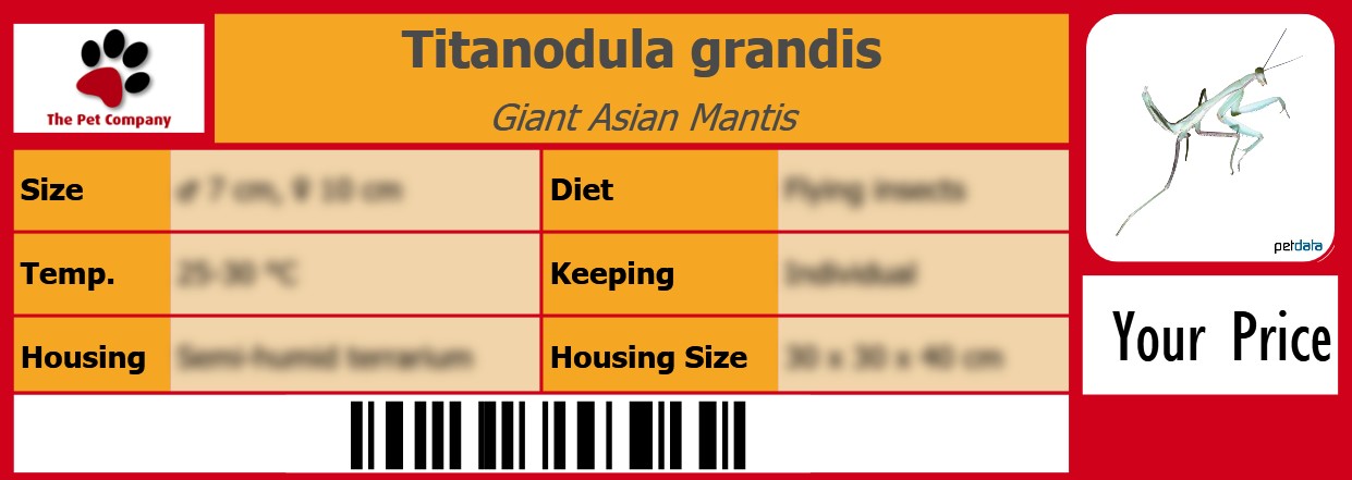 Titanodula grandis Giant Asian Mantis 105 x 38 mm