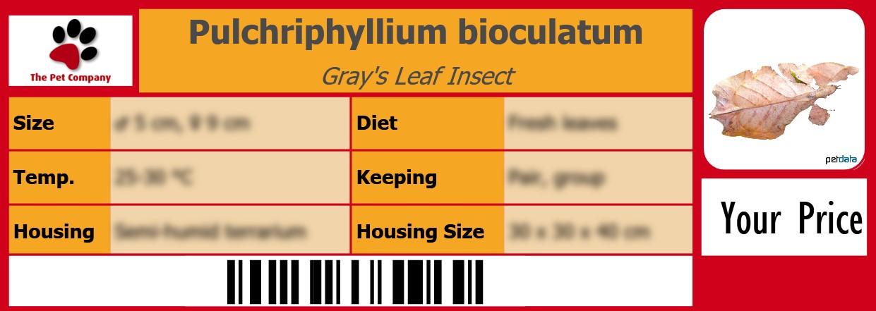 Pulchriphyllium bioculatum Gray's Leaf Insect 105 x 38 mm