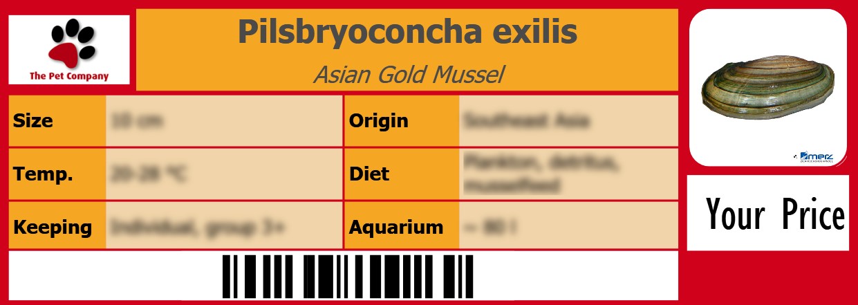 Pilsbryoconcha exilis Asian Gold Mussel 105 x 38 mm