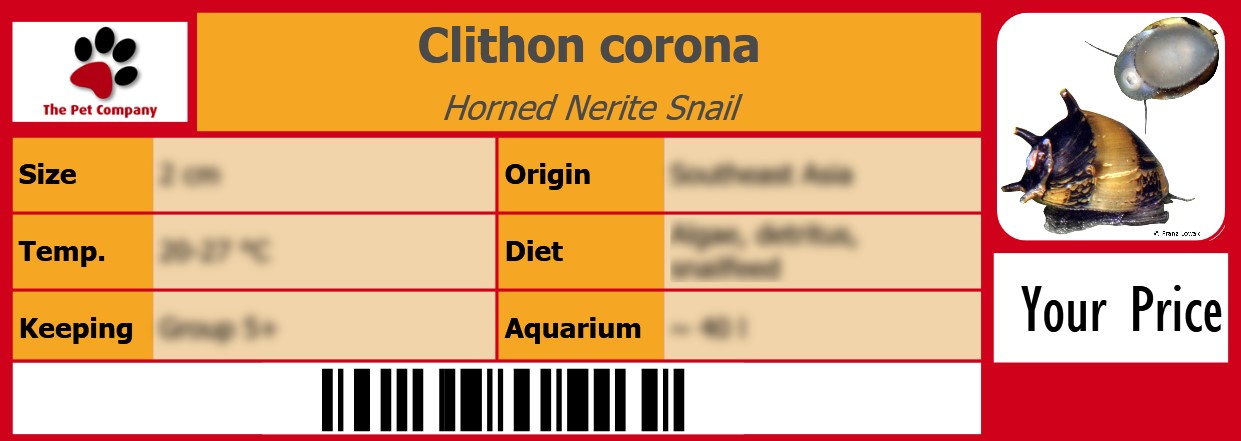 Clithon corona Horned Nerite Snail 105 x 38 mm