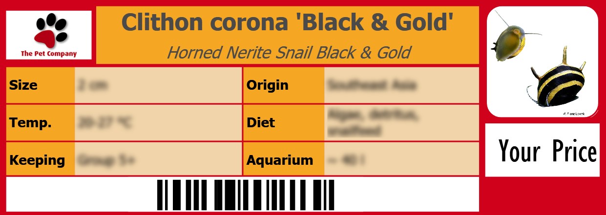 Clithon corona 'Black & Gold' Horned Nerite Snail Black & Gold 105 x 38 mm