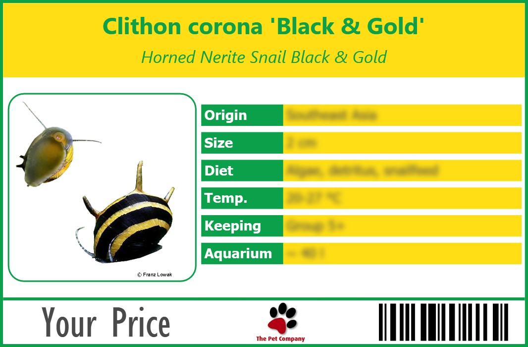Clithon corona 'Black & Gold' Horned Nerite Snail Black & Gold 90 x 60 mm