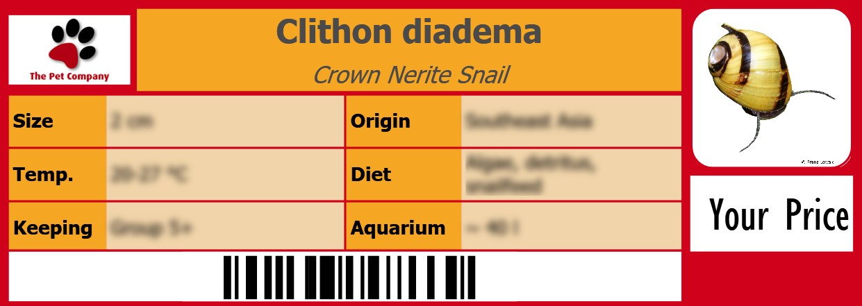 Clithon diadema Crown Nerite Snail 105 x 38 mm