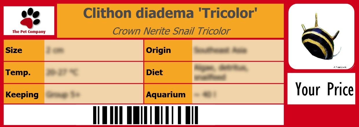 Clithon diadema 'Tricolor' Crown Nerite Snail Tricolor 105 x 38 mm
