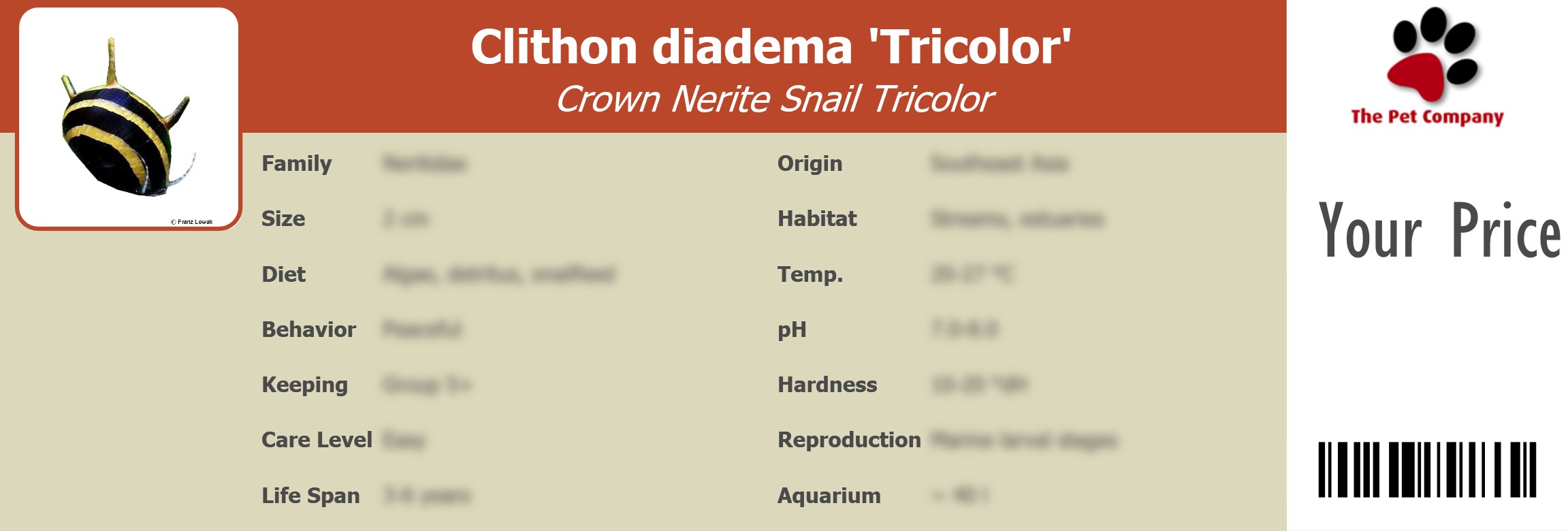 Clithon diadema 'Tricolor' Crown Nerite Snail Tricolor 195 x 66 mm