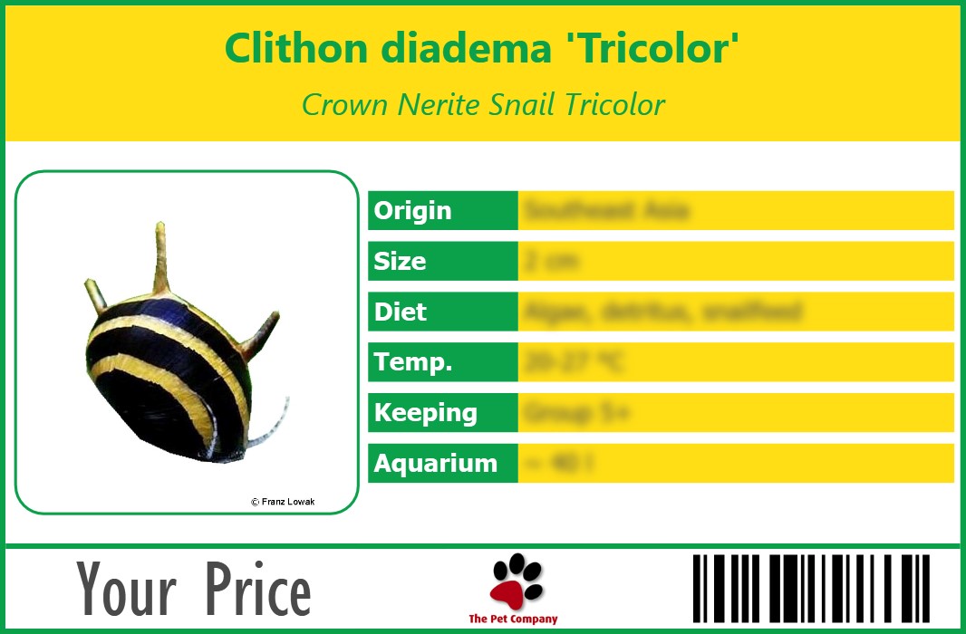 Clithon diadema 'Tricolor' Crown Nerite Snail Tricolor 90 x 60 mm