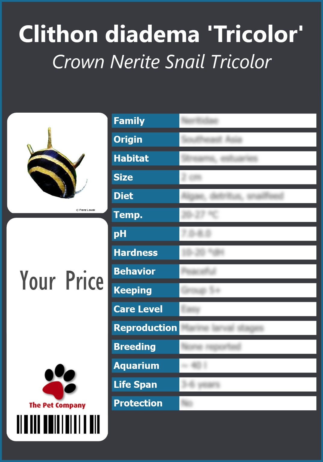 Clithon diadema 'Tricolor' Crown Nerite Snail Tricolor 91 x 130 mm