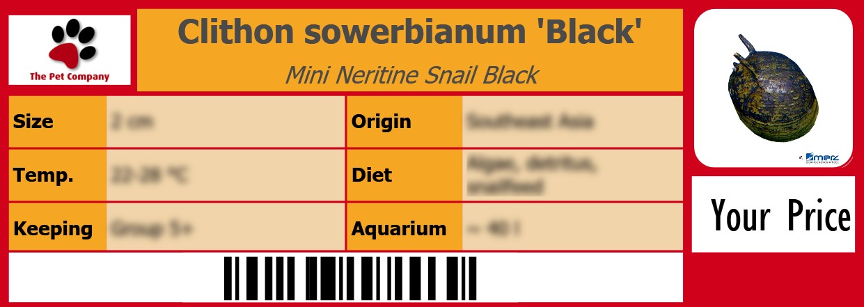 Clithon sowerbianum 'Black' Mini Neritine Snail Black 105 x 38 mm