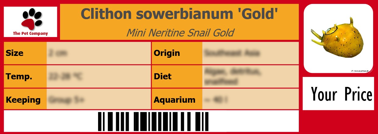 Clithon sowerbianum 'Gold' Mini Neritine Snail Gold 105 x 38 mm
