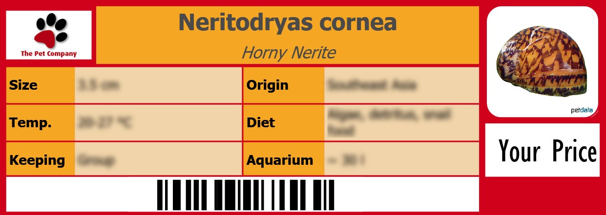 Neritodryas cornea Horny Nerite 105 x 38 mm