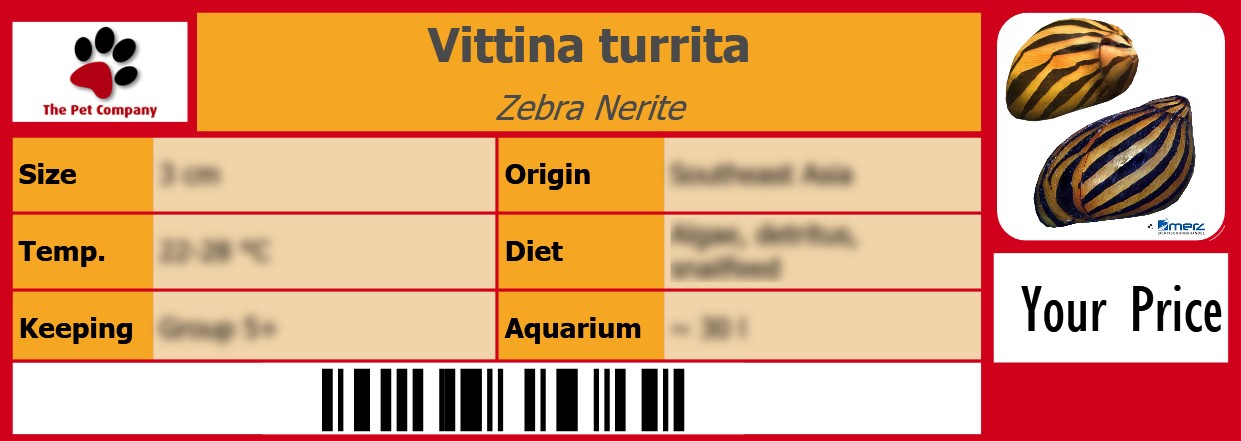 Vittina turrita Zebra Nerite 105 x 38 mm