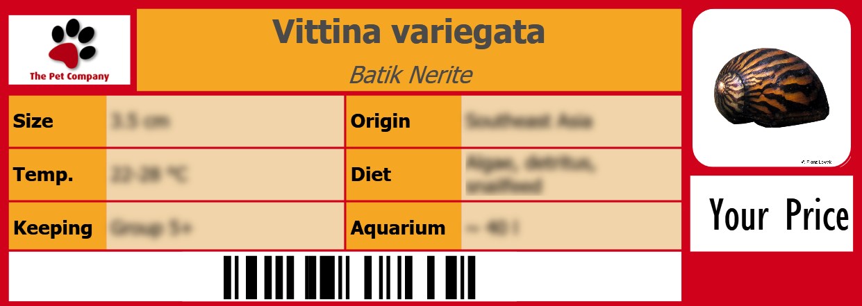 Vittina variegata Batik Nerite 105 x 38 mm