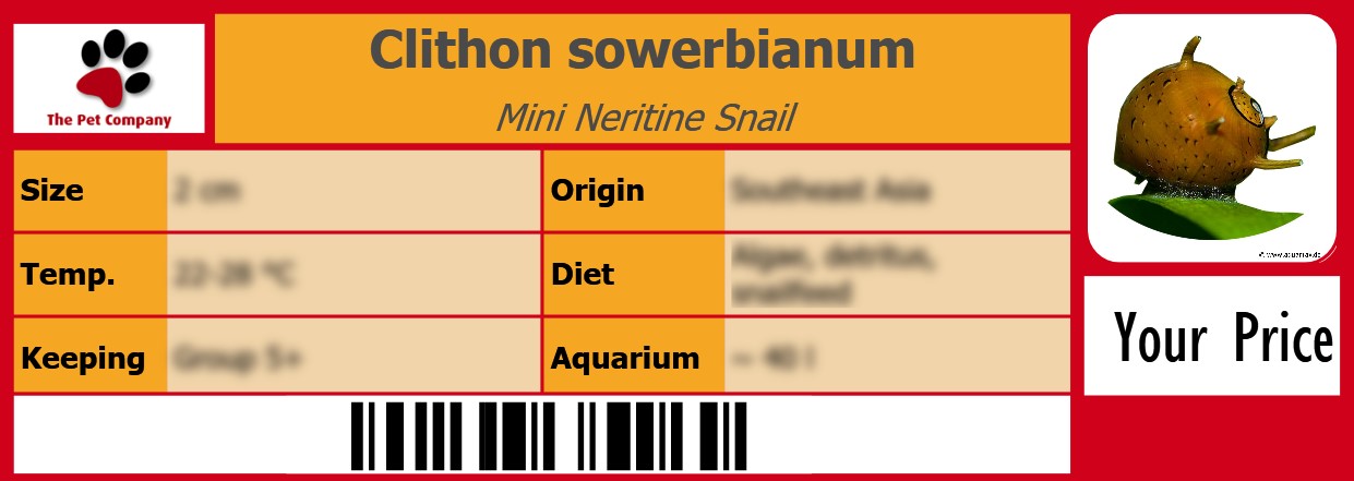 Clithon sowerbianum Mini Neritine Snail 105 x 38 mm