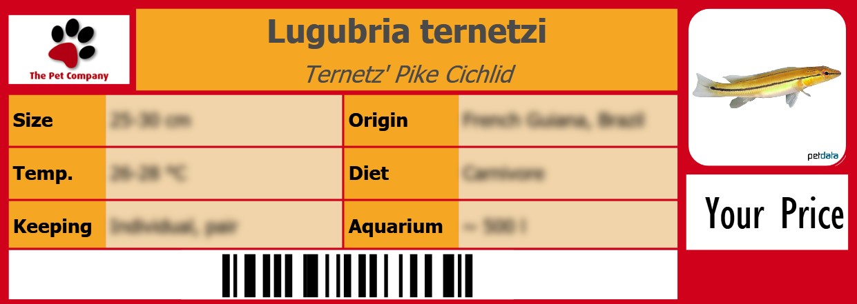 Lugubria ternetzi Ternetz' Pike Cichlid 105 x 38 mm