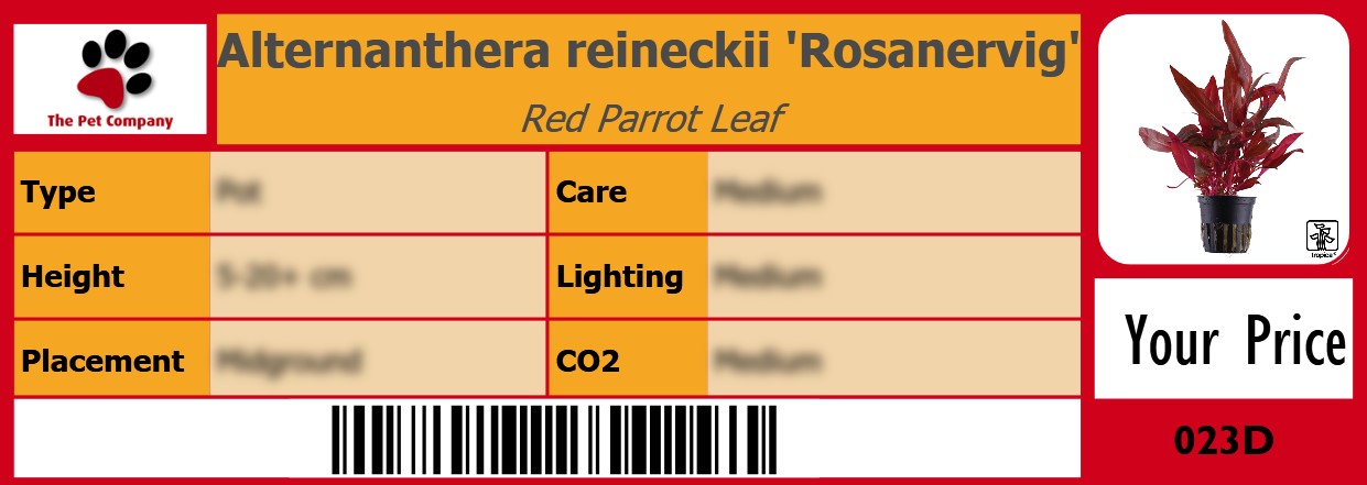Alternanthera reineckii 'Rosanervig' Red Parrot Leaf 105 x 38 mm