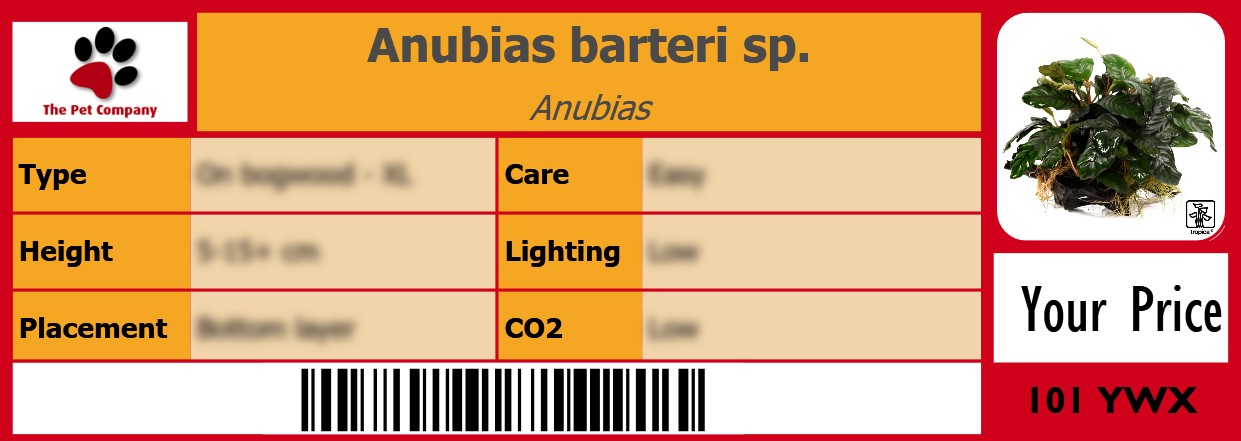 Anubias barteri sp. Anubias 105 x 38 mm