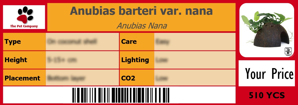 Anubias barteri var. nana Anubias Nana 105 x 38 mm