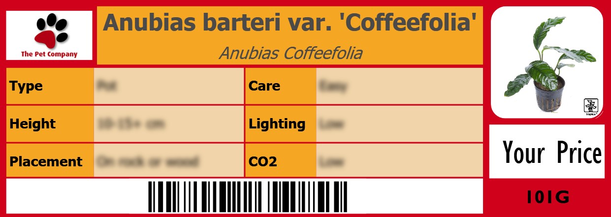 Anubias barteri var. 'Coffeefolia' Anubias Coffeefolia 105 x 38 mm
