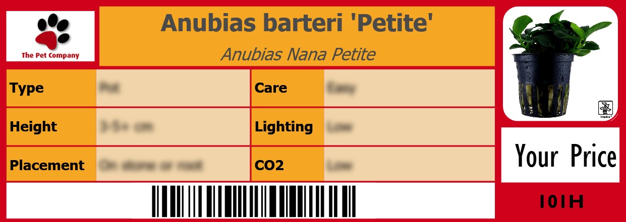 Anubias barteri 'Petite' Anubias Nana Petite 105 x 38 mm