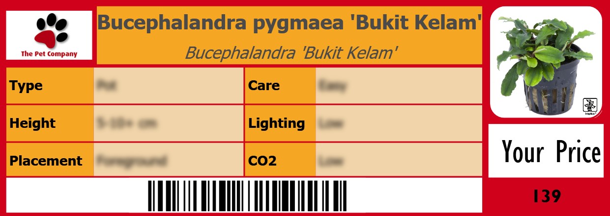 Bucephalandra pygmaea 'Bukit Kelam' Bucephalandra 'Bukit Kelam' 105 x 38 mm