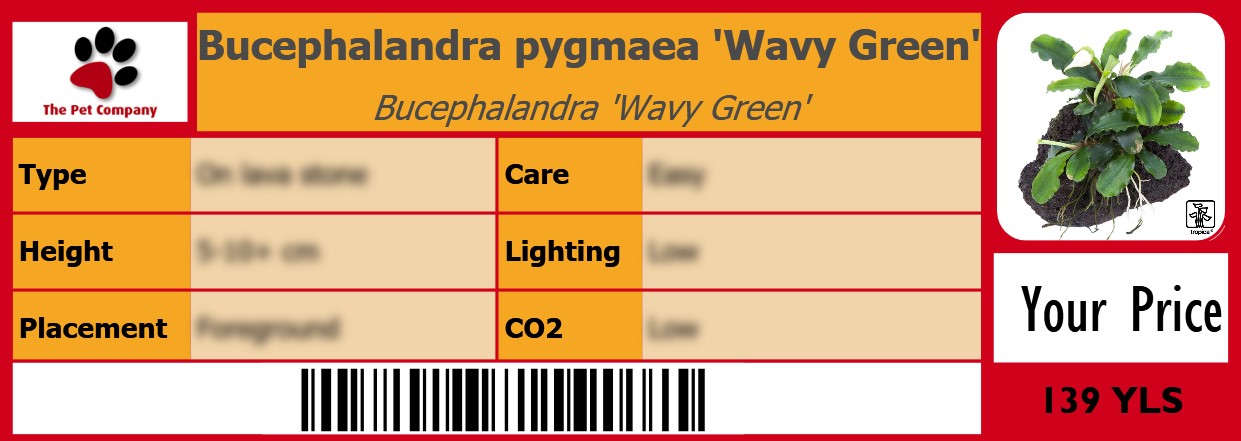 Bucephalandra pygmaea 'Wavy Green' Bucephalandra 'Wavy Green' 105 x 38 mm