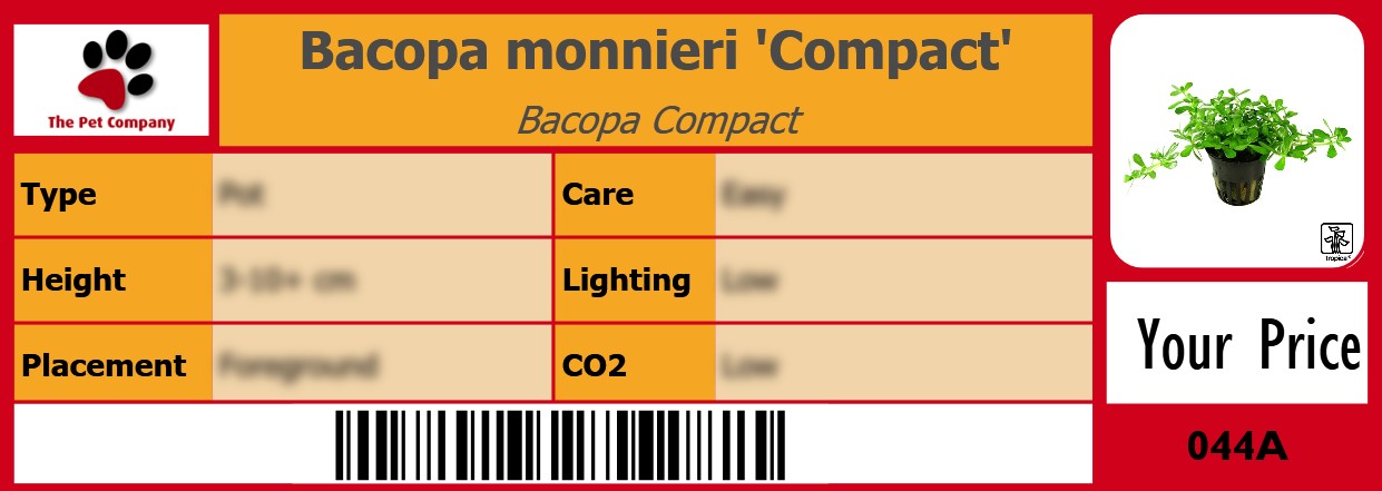 Bacopa monnieri 'Compact' Bacopa Compact 105 x 38 mm