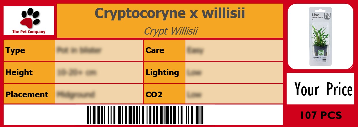 Cryptocoryne x willisii Crypt Willisii 105 x 38 mm